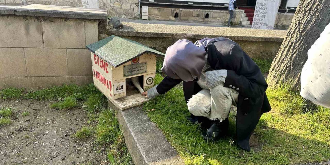 Sokakta Besledikleri Kedileri Bu Halde Görünce Şoke Oldular