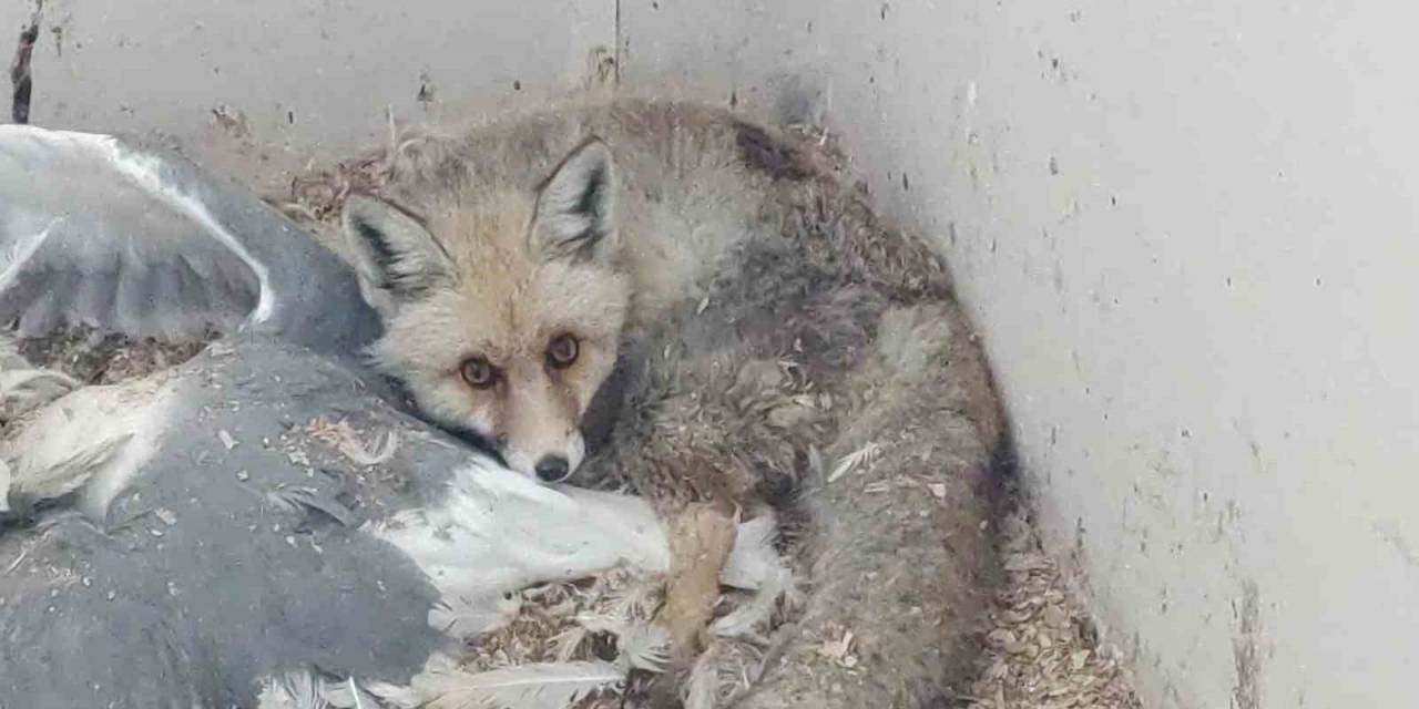 Yaralı Yaban Hayvanları Van’daki Rehabilitasyon Merkezinde İyileştiriliyor