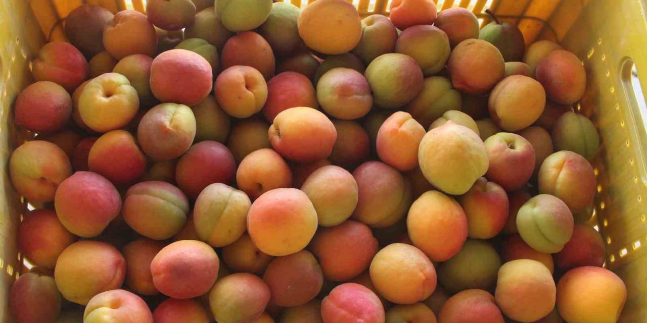 Mersin’de Açık Alanda Kayısı Hasadı Başladı