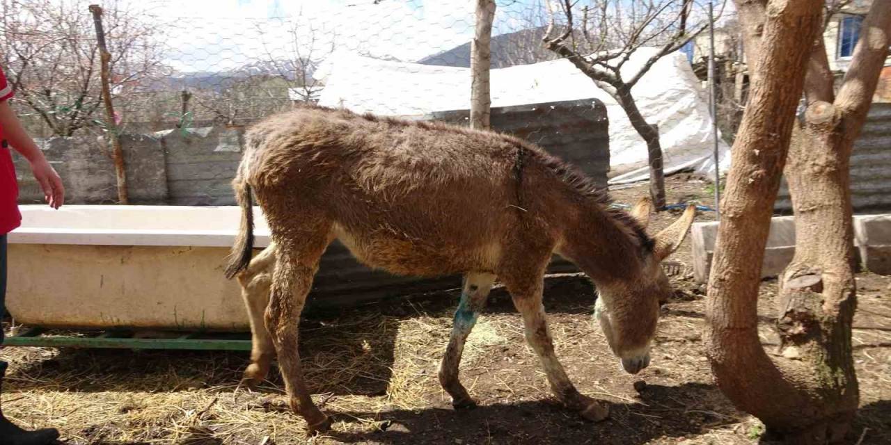 Depremde Yaralanan Ve Tatvan’da Tedavi Edilen Sıpa Sahiplendirildi