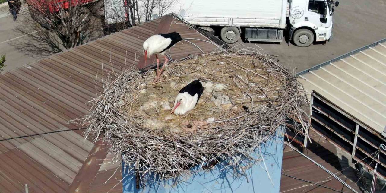 Dev Şirketin Sevimli Misafirleri Bu Yılda Huzurlu Yuvalarına Kavuştu