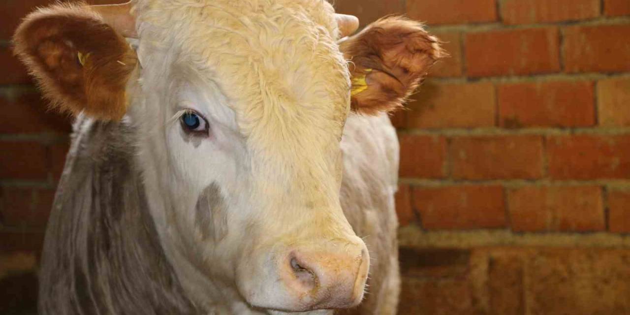 Elazığ’da Hayvan Hareket Kısıtlaması Kaldırıldı