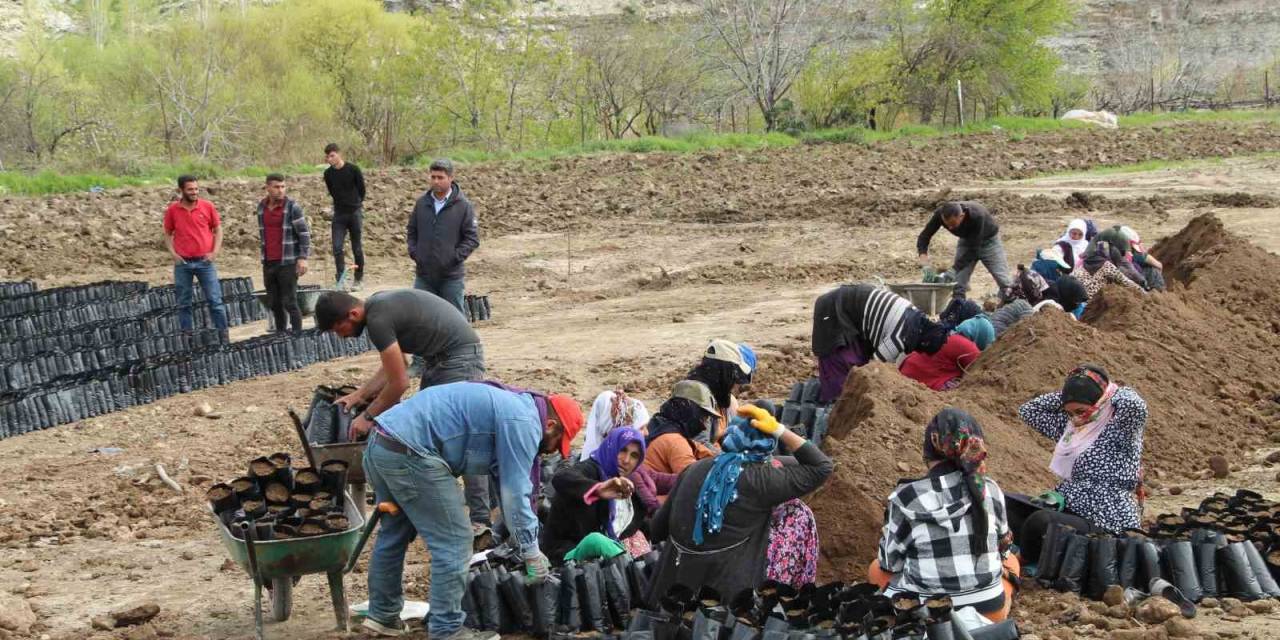 Fıstık Fidanı Üretim Tesisi 50 Kadına Ekmek Kapısı Oldu