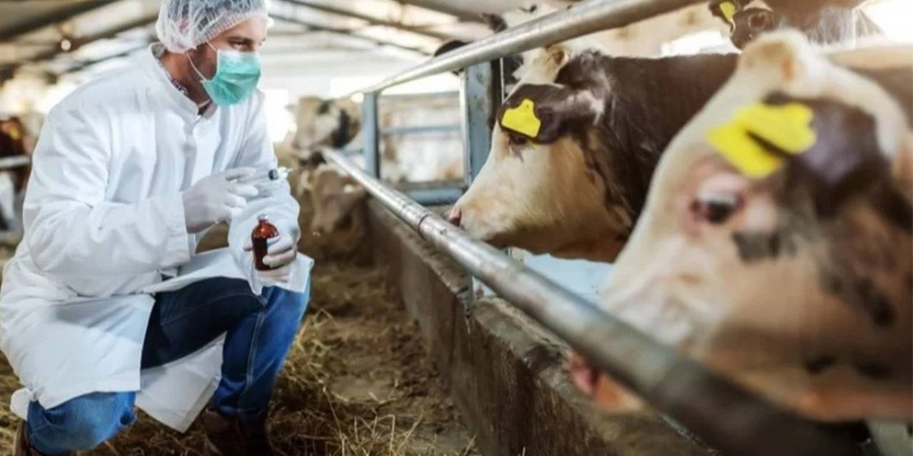 Hayvan Pazarları Değil Hareketliliği Açıldı