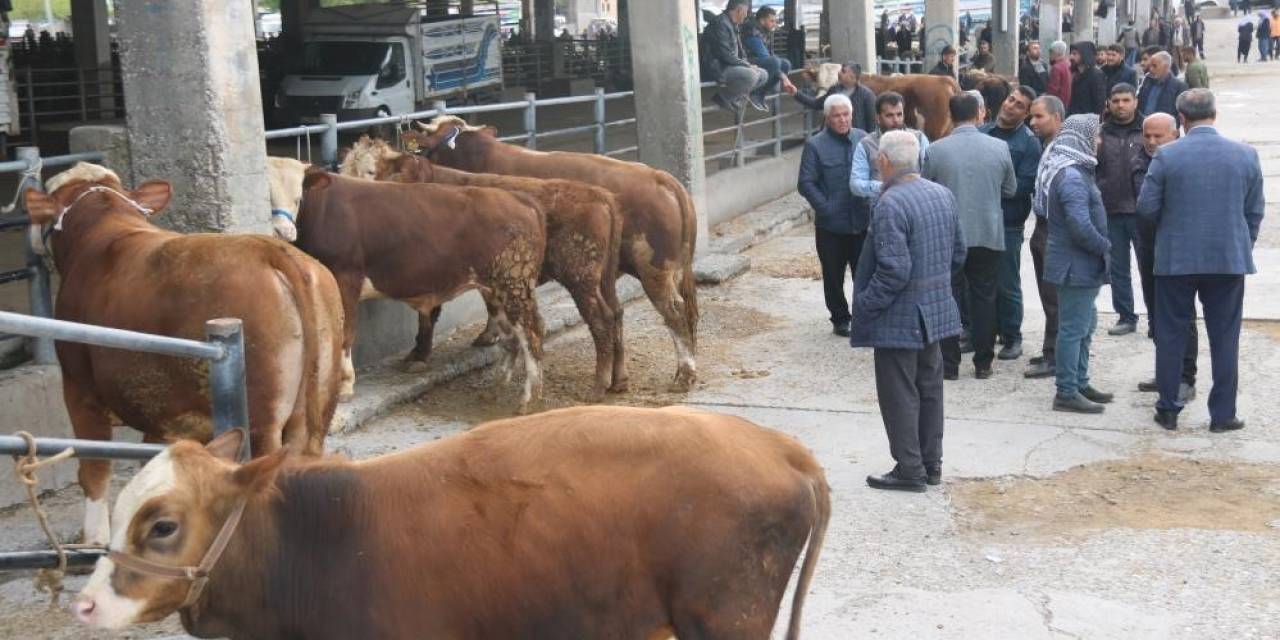 Diyarbakır’da Sat-2 Serotipine Karşı 100 Binin Üzerinde Hayvan Aşılandı