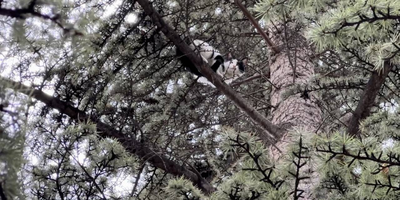 Yaklaşık 30 Saat Boyunca Bir Ağaçta Mahsur Kalan Kedi Kendi Çabalarıyla Kurtuldu