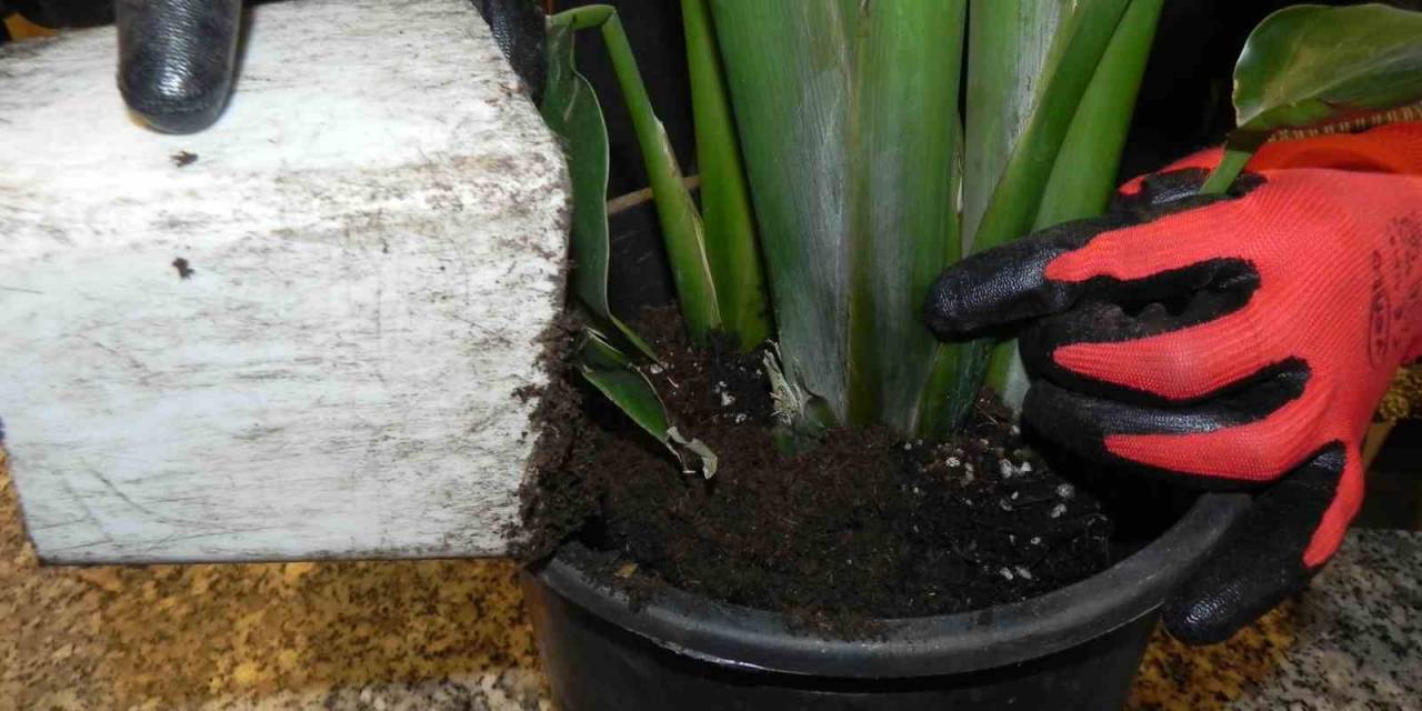 Baharla Birlikte Saksı Çiçeklerinin Toprak Değişimi Zamanı Geldi