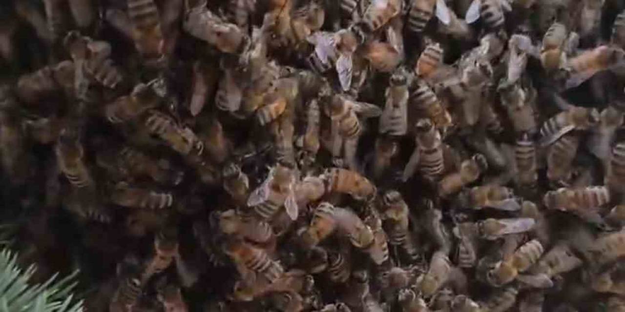 Elazığ’da Oğul Veren Binlerce Arı İlginç Görüntü Oluşturdu