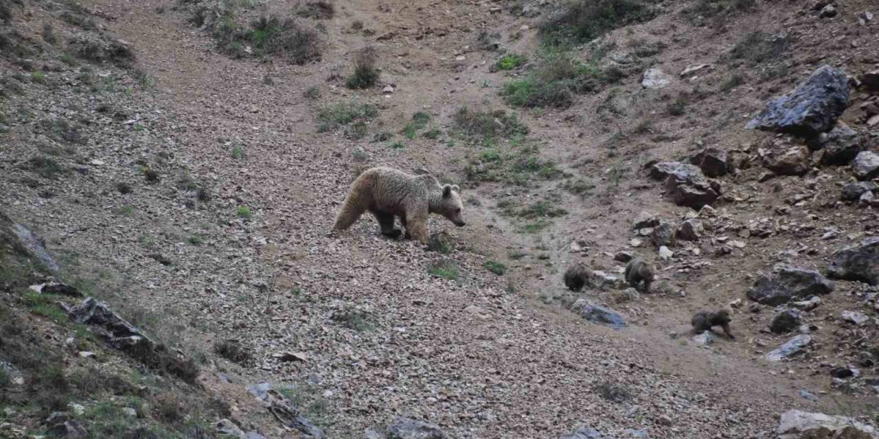 Tunceli’de Anne Ayı, 4 Yavrusuyla Yiyecek Ararken Görüntülendi