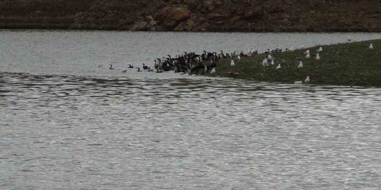 Kars’ta Baraj Gölü Yaban Kuşlarını Ağırlıyor