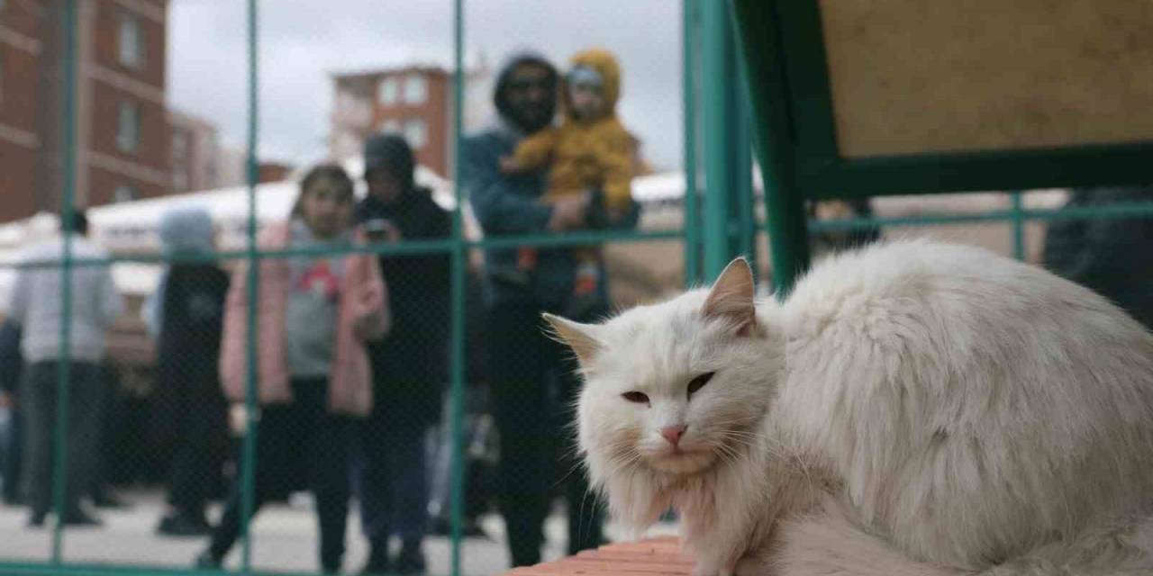 Küçük Dostlar Kedi Kasabası Açıldı