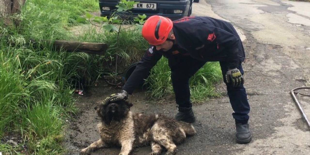 Akar Borusuna Sıkışan Köpeği İtfaiye Ekipleri Kurtardı