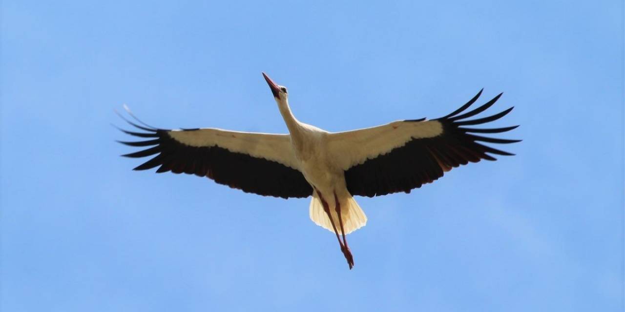 Aydın’da Leylek Sayımları Tamamlandı