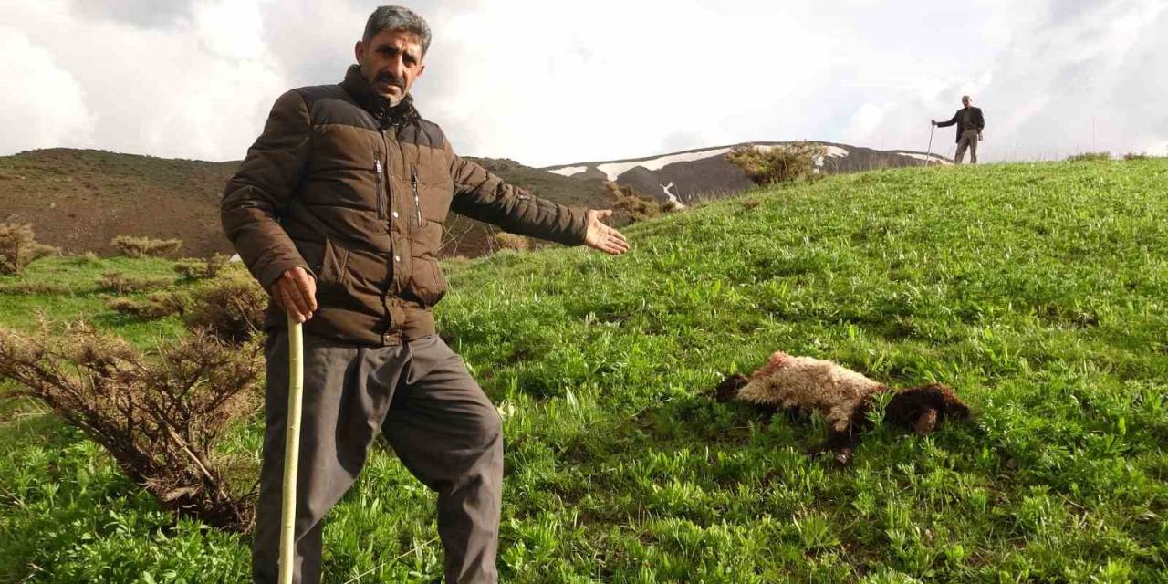 Kurtlar Sürüye Daldı, Onlarca Koyun Telef Oldu