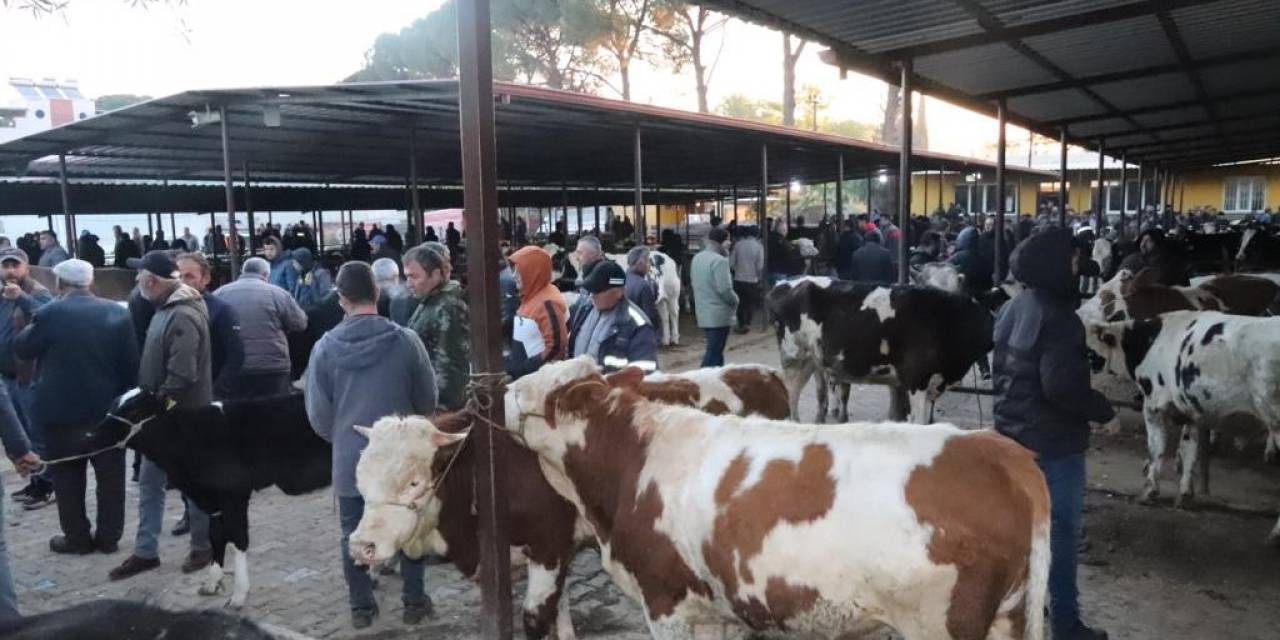 Aydın’da 50 Gün Aradan Sonra Hayvan Pazarları Açıldı