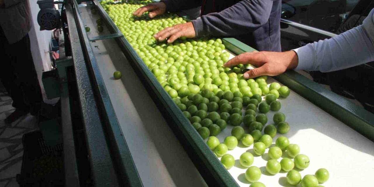 Mersin’de Açık Alanlardaki Bahçelerde Erik Hasadı Başladı