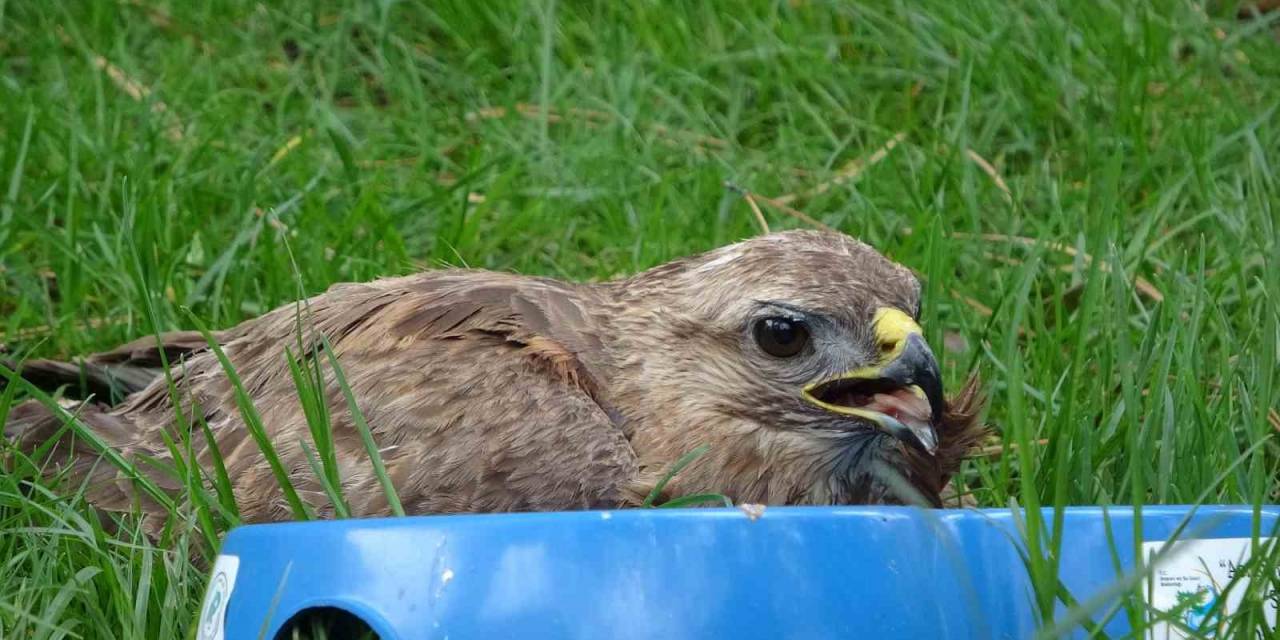 Bingöl’de Yaralı Bulunan Yavru Şahin Tedavi Altına Alındı