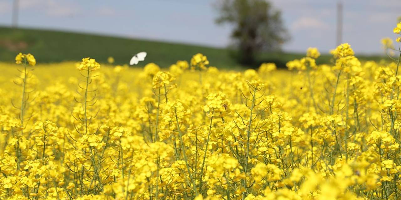 Trakya’nın Yeni ‘sarı Gelini’ Kanola Tarlaları Görsel Şölen Sunuyor