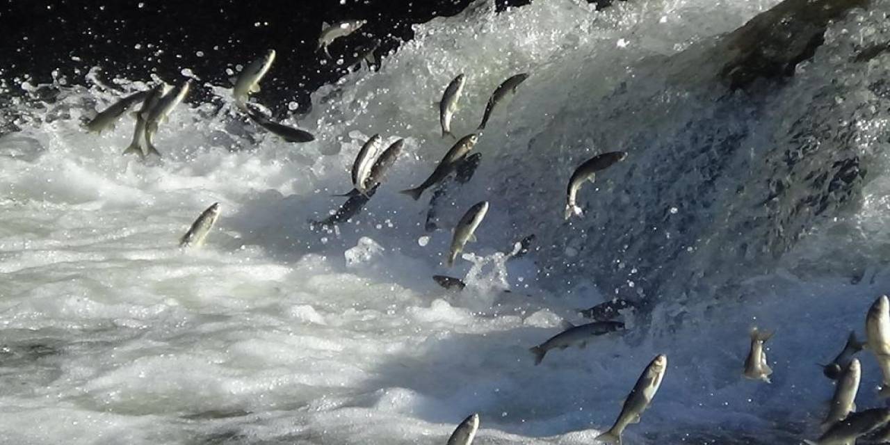 İnci Kefalinin Muhteşem Göçü Başlıyor