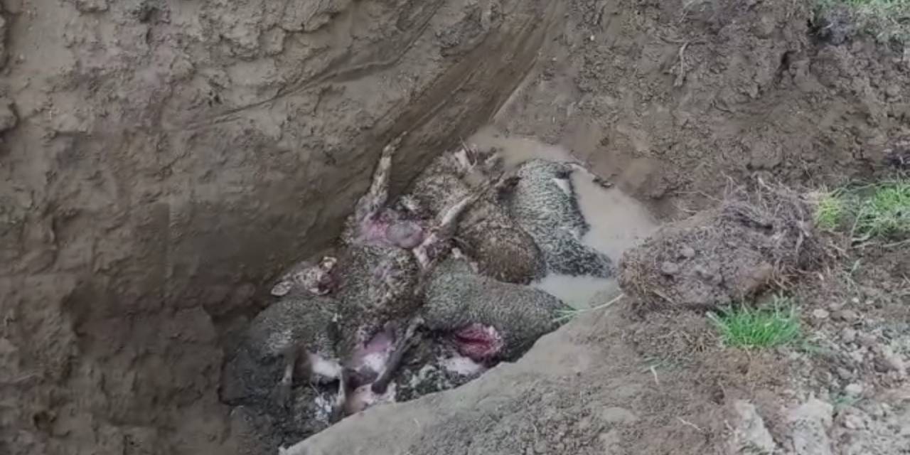 Ağıla Giren Kurt 10 Koyunu Telef Etti