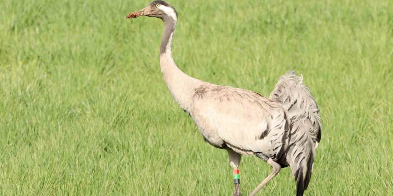 6 Yıl Önce Zara’da Görülmüştü, Bu Kez Farklı Bir Noktada Görüntülenip Sesi Kaydedildi