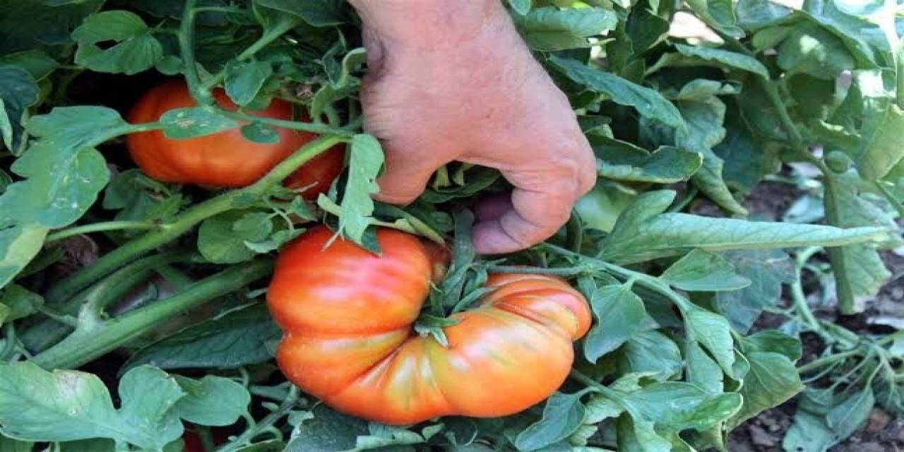 Kozluk Domatesi Coğrafi İşaret Yolunda