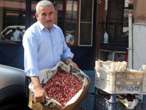 Fıstık Üreticisi Zor Durumda