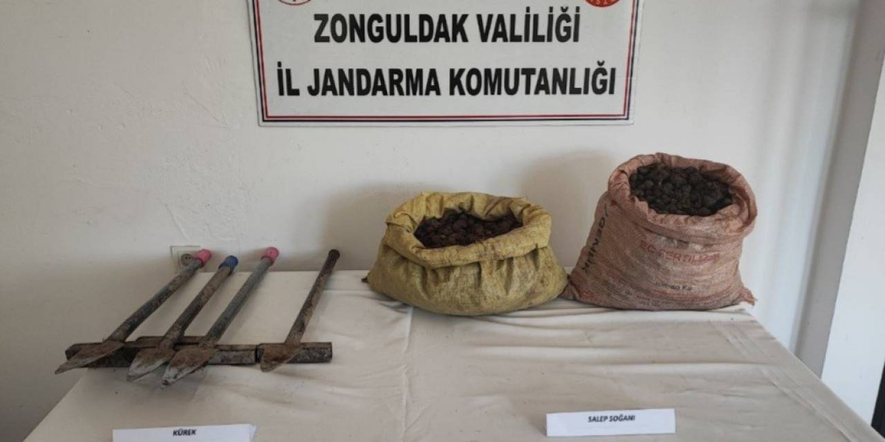 Kdz Ereğli’de 32,2 Kilo Salep Soğanı Ele Geçirildi