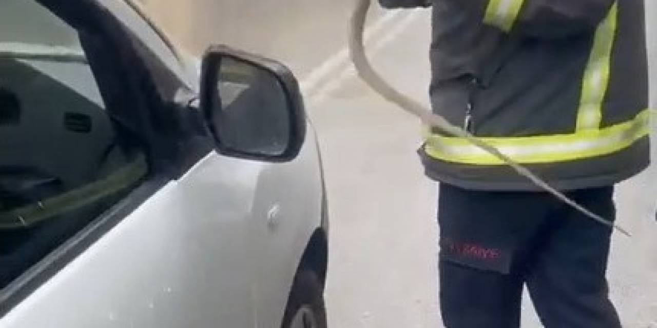 Yalova’dan Getirdiği Saksı Çiçeklerinin Arasından Yılan Çıktı