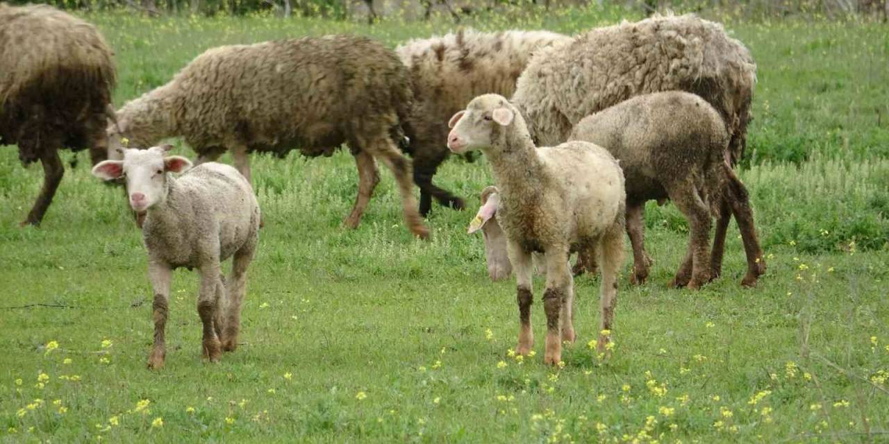 Baharla Birlikte Meralar Koyun Ve Kuzularla Buluştu