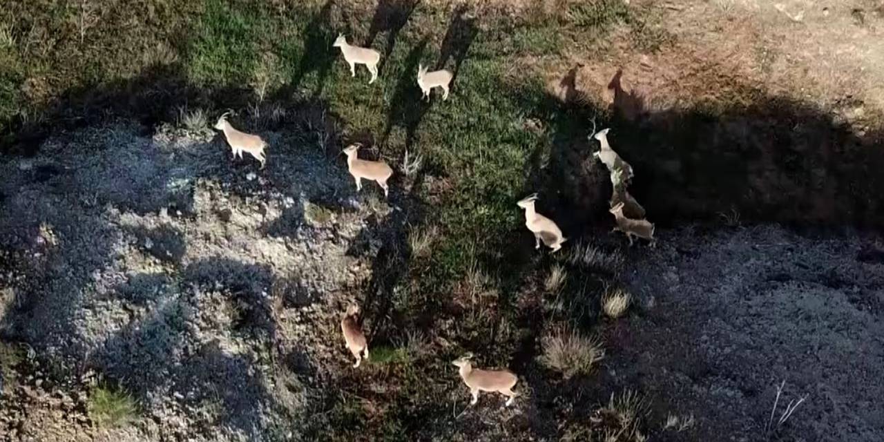 Dağda Gezerken Sürü Halinde Karşısına Çıktılar, Aklına İlk Dron Geldi