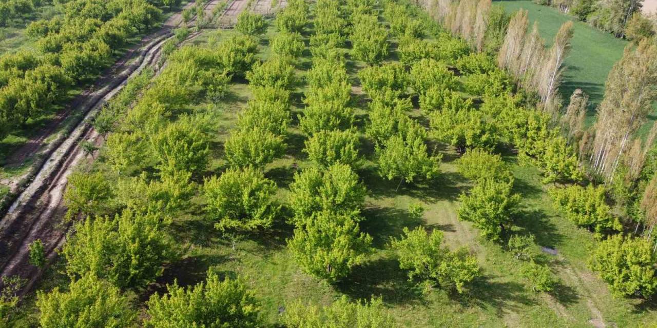 Iğdır’daki İrem Bağları’nda Bahar