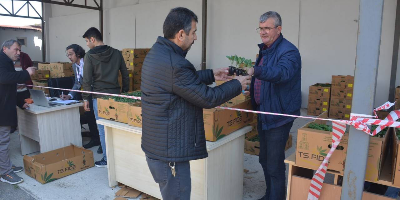 Sinop’ta 80 Bin Sebze Fidesi Dağıtıldı