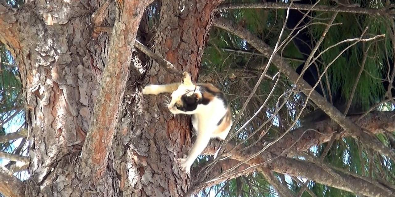 İtfaiye Müdürlüğü Bahçesindeki Ağaçta Kedi Kurtarma Operasyonu