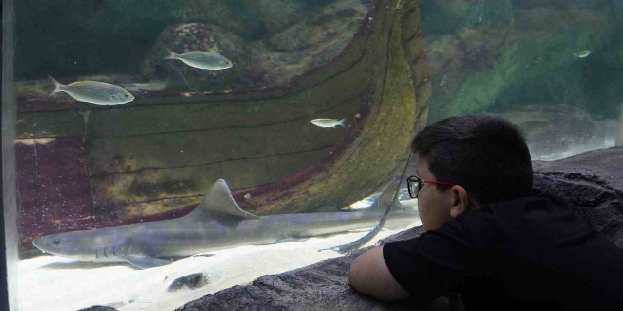 Deniz Dünyası’nda Meraklı Bakışlar