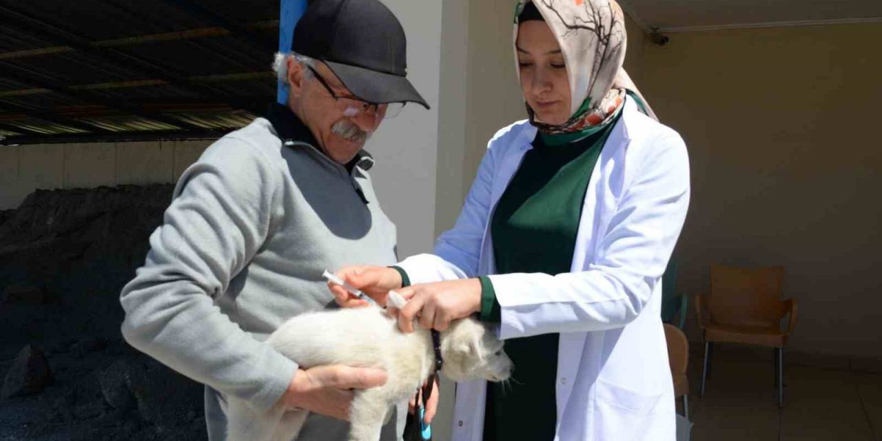 Bozüyük’te Ücretsiz Kuduz Aşısı Kampanyası