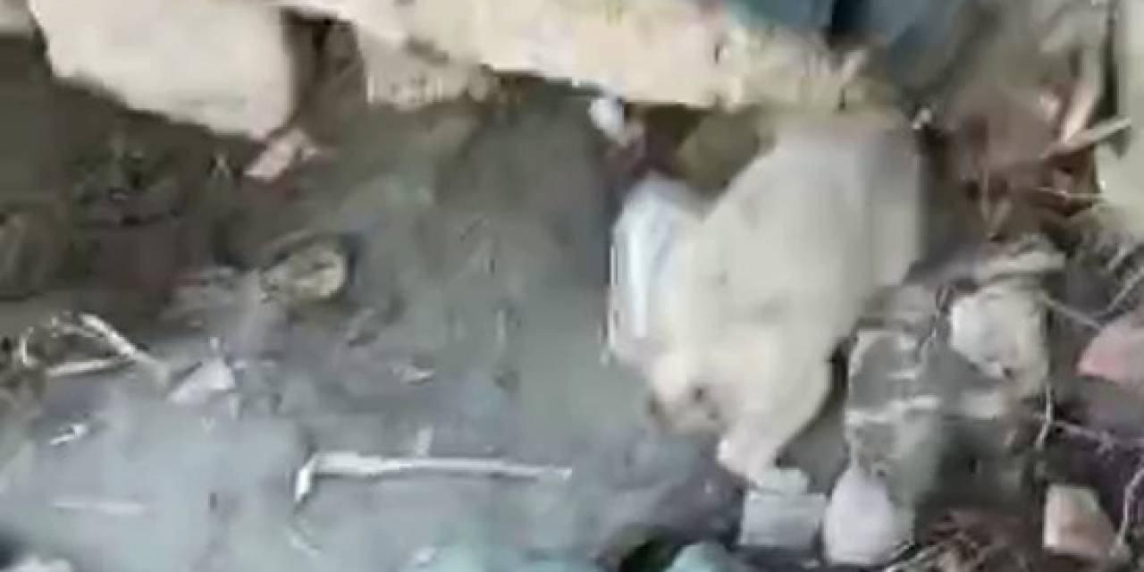 Hatay’da Köpeğe İşkence Kamerada