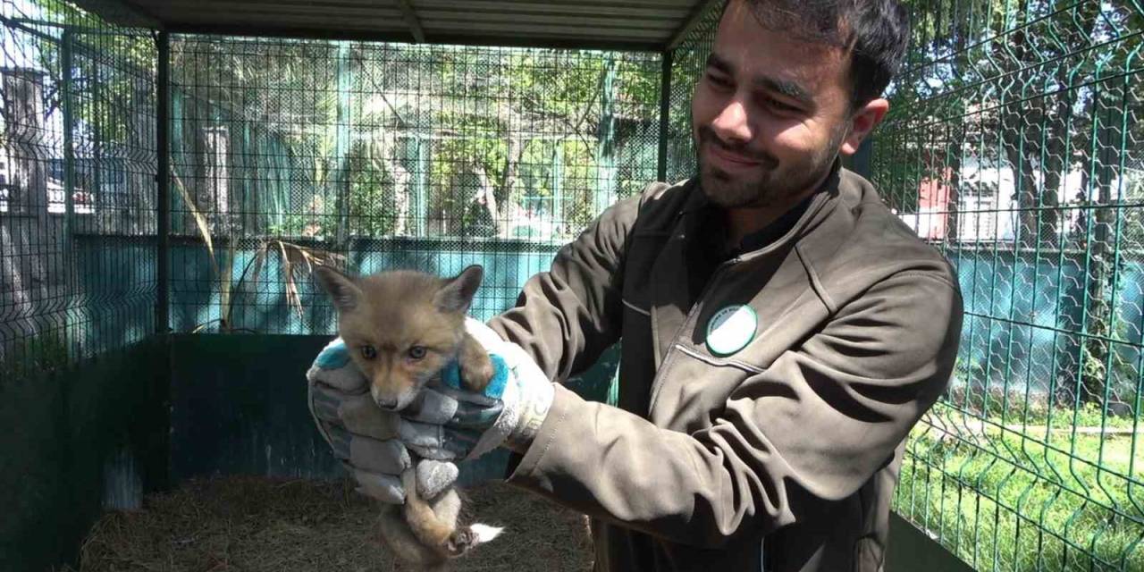 Yol Yapım Çalışması Sırasında Bulunan Yavru Tilki Koruma Altına Alındı