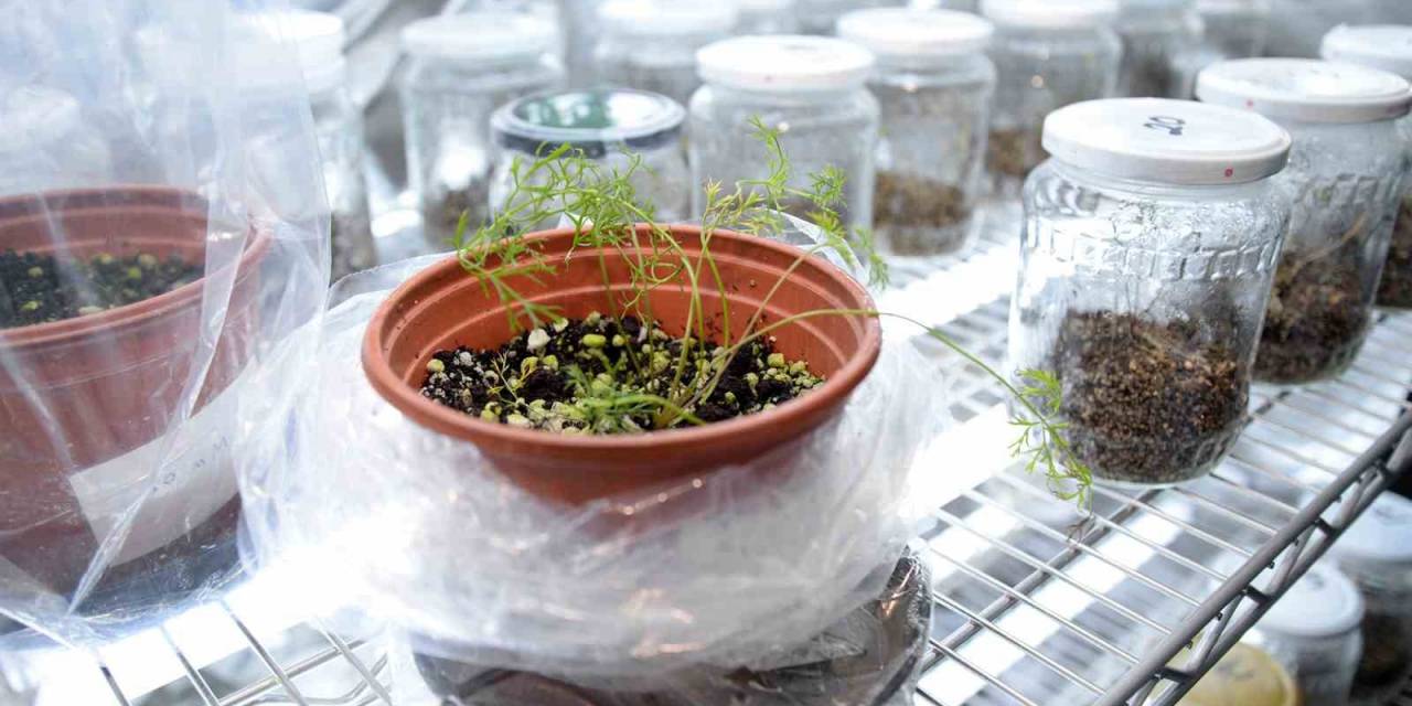 Genom Düzenleme Teknolojisi Havuçta Başarıyla Uygulandı