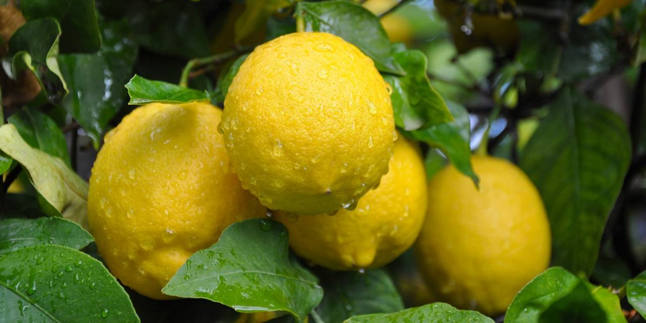 Limonda Hasat Sonu, Üreticide Ucuz, Markette Pahalı