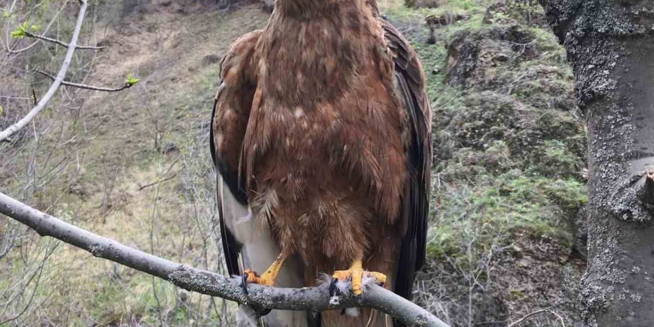 Tedavileri Tamamlanan Kızıl Şahin Ve Alaca Baykuş Doğaya Bırakıldı