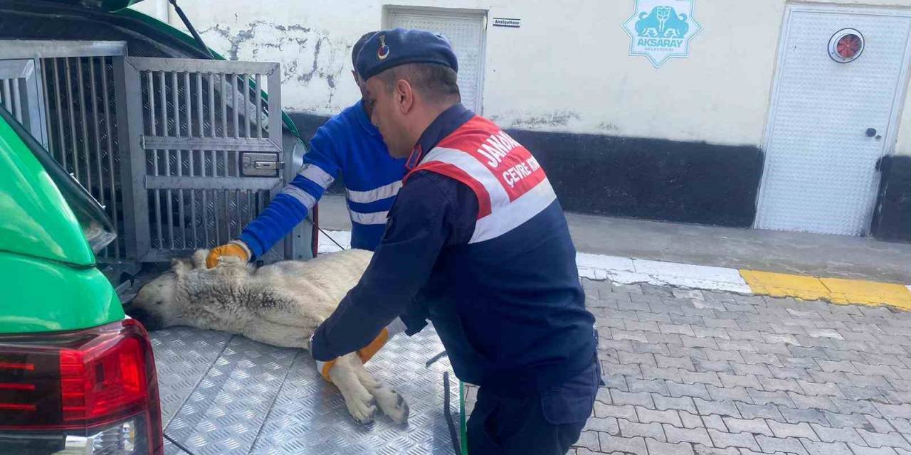 Yaralı Köpeğe Jandarma Yetişti