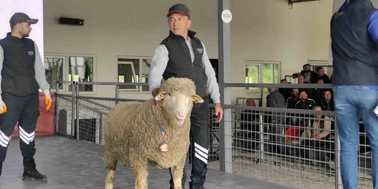 Merinos Irkı Koç 76 Bin 100 Liradan Satıldı