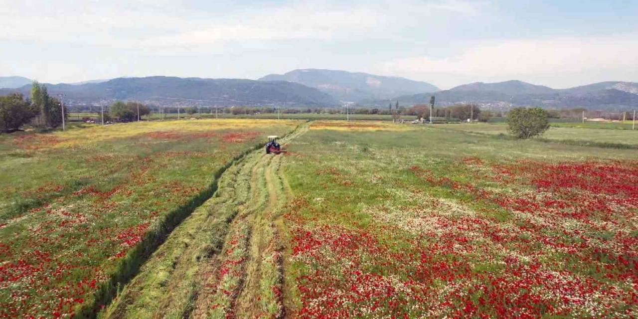 Büyükşehir Hasat Ettiği Kaba Yemi Ücretsiz Dağıtılacak