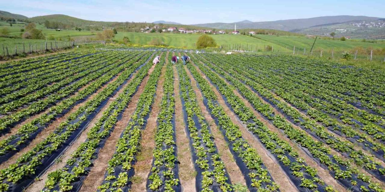 Bu Çilek Yok Satıyor