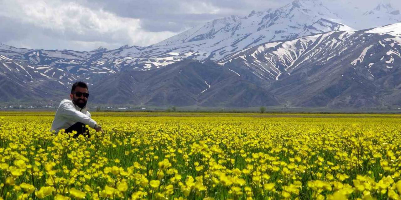 Yüksekova’nın Ovası Sarı Çiçeklerle Rengarenk Oldu