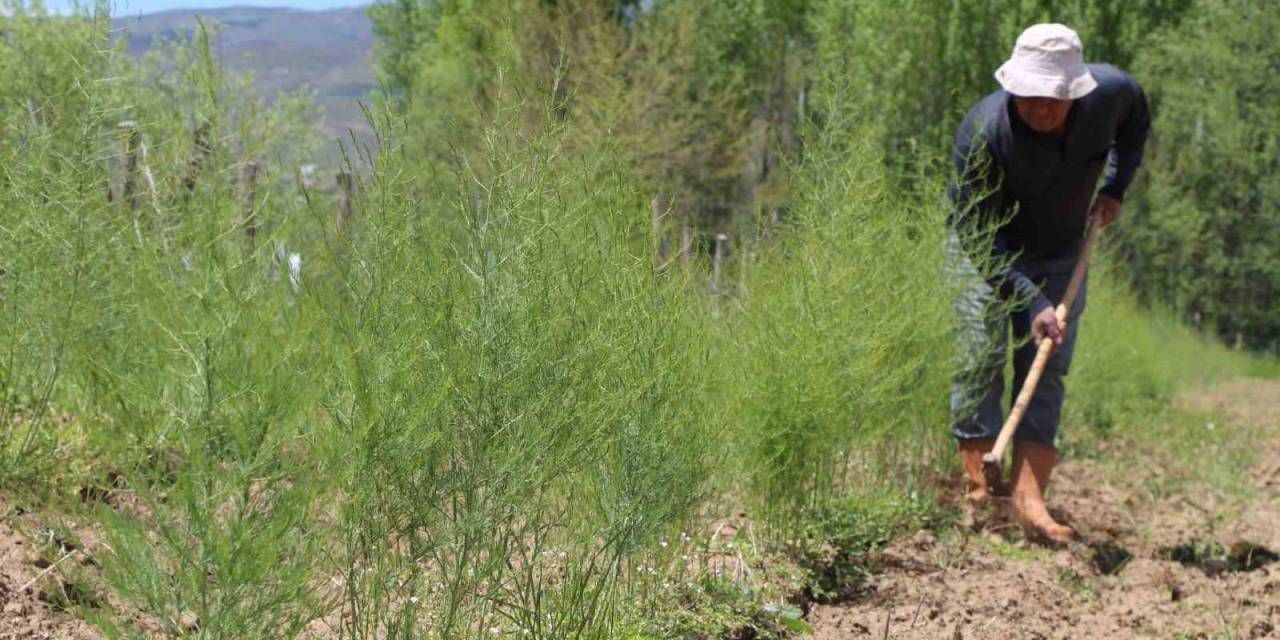 30 Yıllık ’kuşkonmaz’ Hayalini Gerçekleştirdi