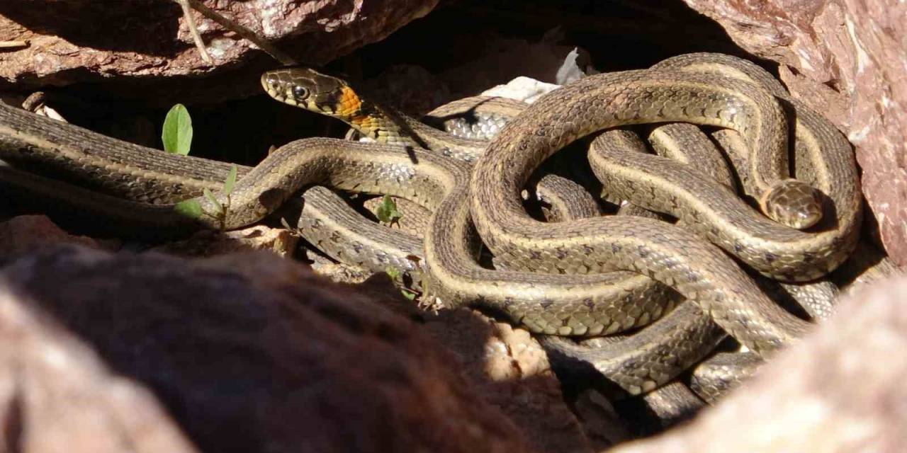 Yüksekova’nın Zararsız Yılanları Ortaya Çıkmaya Başladı