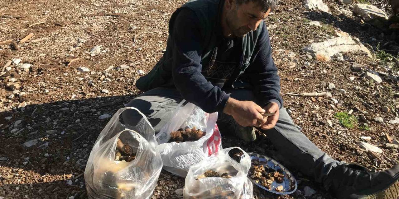 Yılda 1,5 Ay Yetişiyor Ve Tazesinin Kilosu 300 Liradan, Kurutulmuşu 2 Bin 500 Liradan Alıcı Buluyor