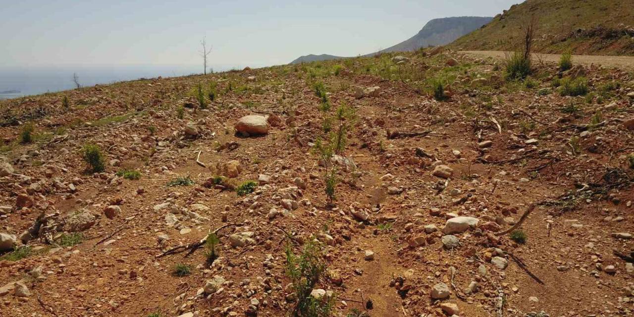 Mersin’de Yanan Orman Sahaları Yeşeriyor